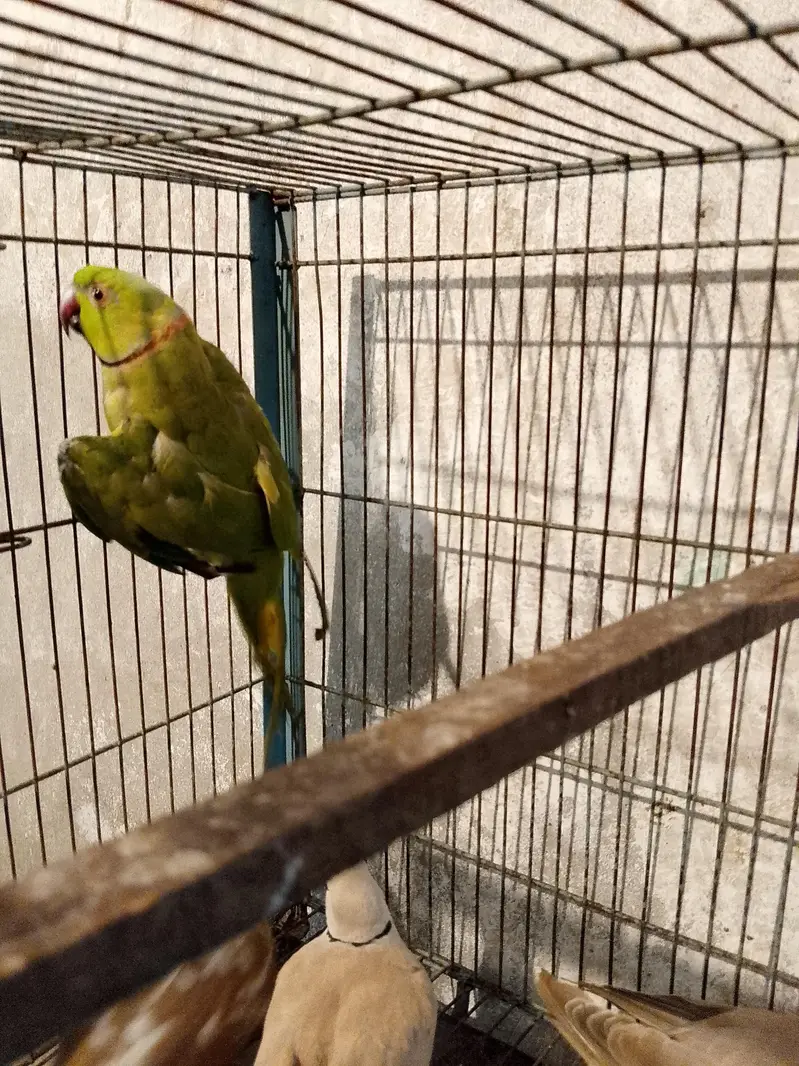 confirm Bareedar mali fix price hai — photo 3