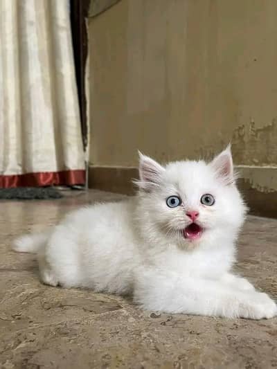 Cats | Persian | kittens |  Blue Eyes | O348O163O63 щatsap^⁠_⁠^^⁠_⁠^