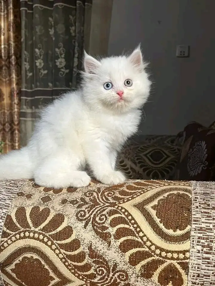 Cats | Persian | kittens |  Blue Eyes | O348O163O63 щatsap^⁠_⁠^^⁠_⁠^ — photo 3