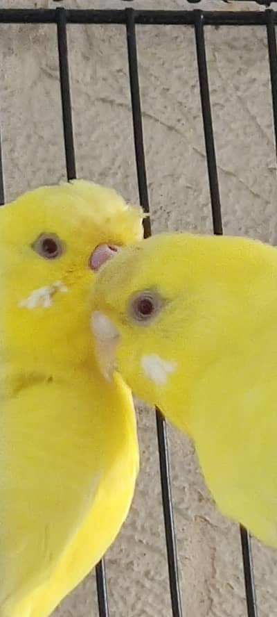 Budgies for sale 3 pair,  total 7 parrots & 4 eggs Rs-4600/- Final