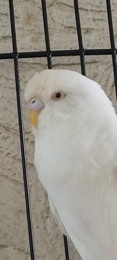 Red eyes Budgies for sale 2 pair,  Rs-3600/- Final