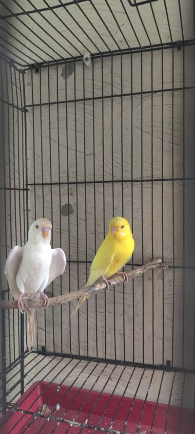 Red eyes Budgies for sale 2 pair,  Rs-3000/- Final