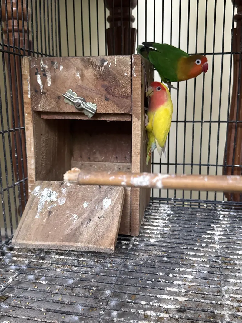 Healthy budgies and love birds available. — photo 2
