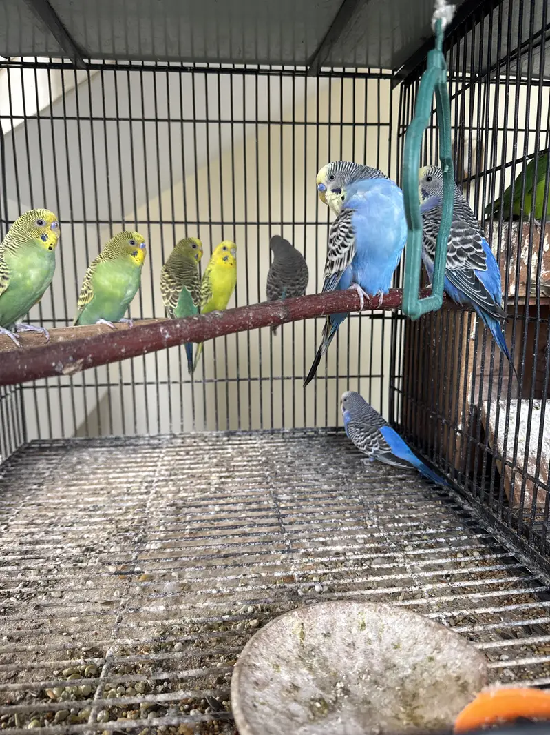 Healthy budgies and love birds available. — photo 3