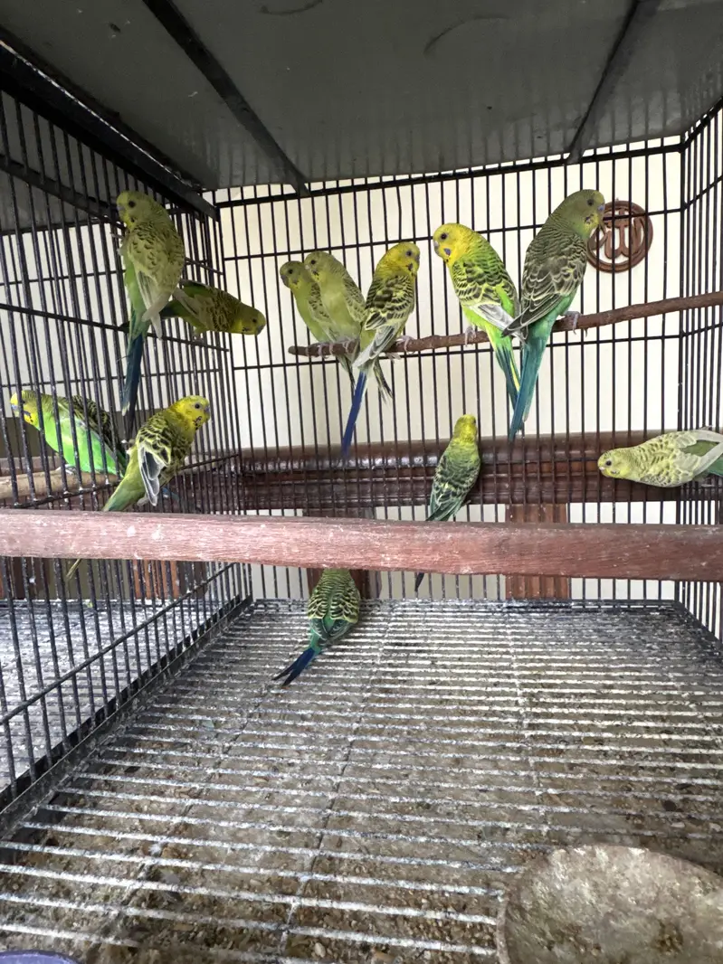 Healthy budgies and love birds available. — photo 4