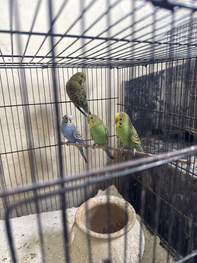 Healthy budgies and love birds available. — photo 5