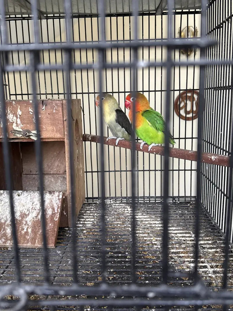 Healthy budgies and love birds available. — photo 6