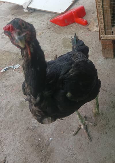 mianwali hens