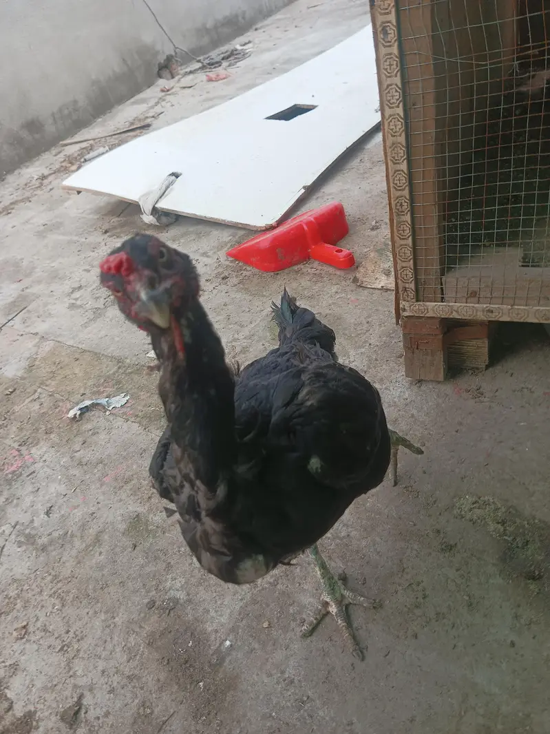 mianwali hens — photo 2