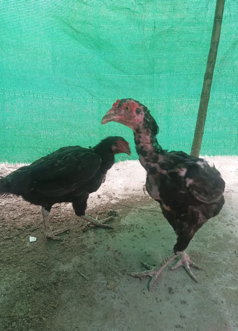 mianwali hens — photo 3