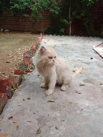 Mature persian punch face male