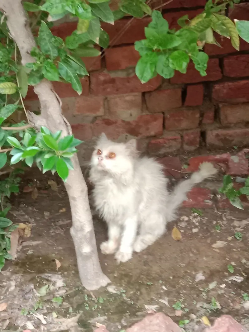 Mature persian punch face male — photo 2