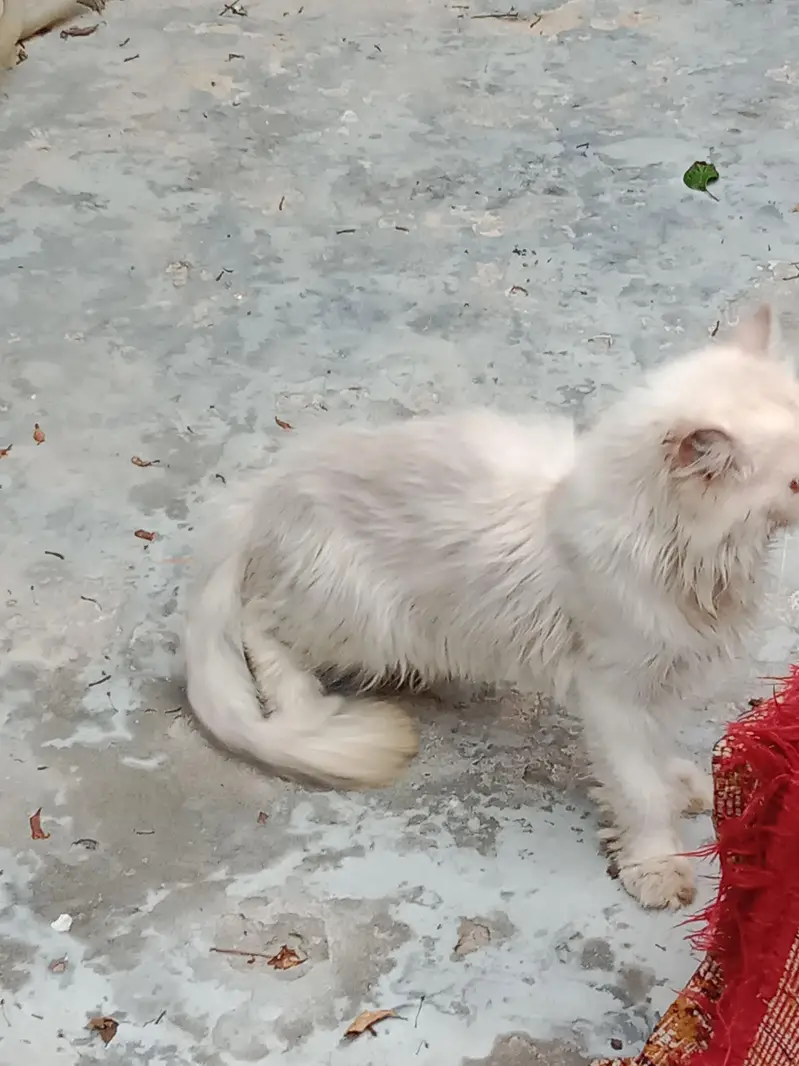 Mature persian punch face male — photo 3