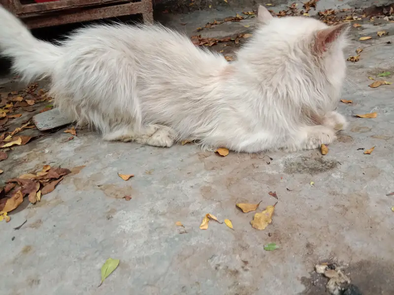 Mature persian punch face male — photo 4