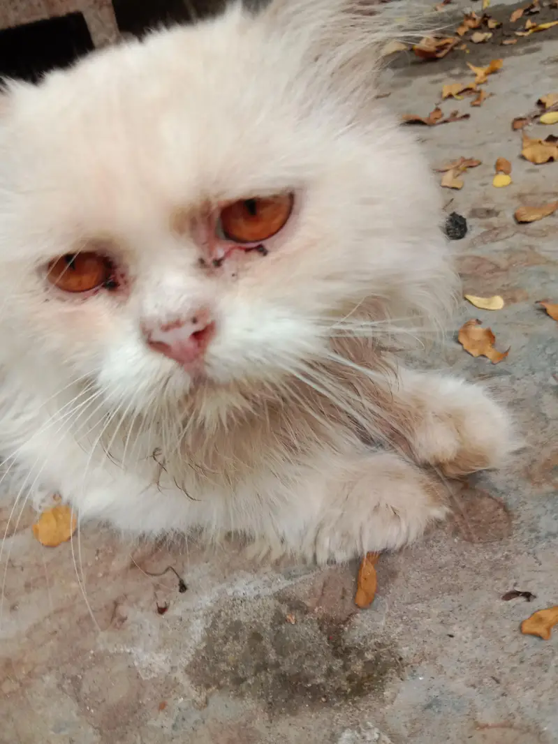 Mature persian punch face male — photo 5