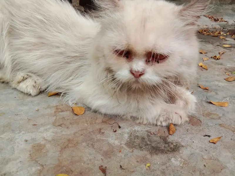 Mature persian punch face male — photo 6