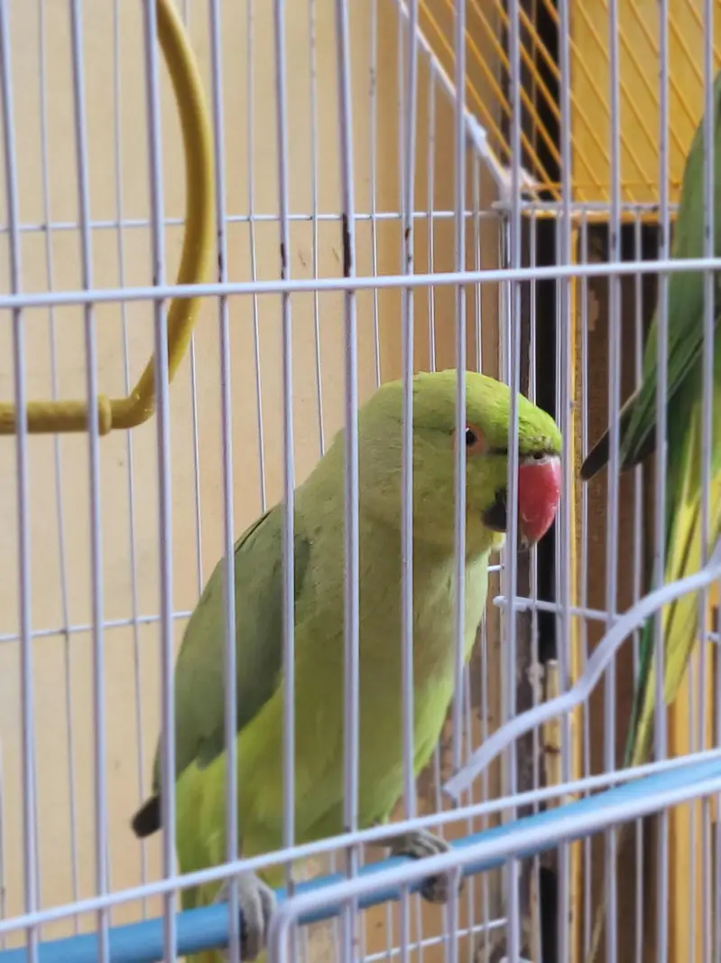 beautiful and healthy — photo 3