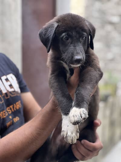 Male puppy for sale