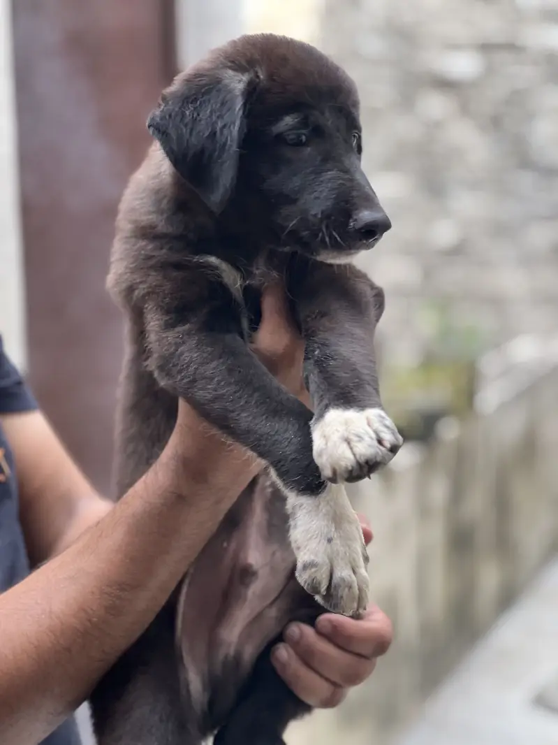 Male puppy for sale — photo 2