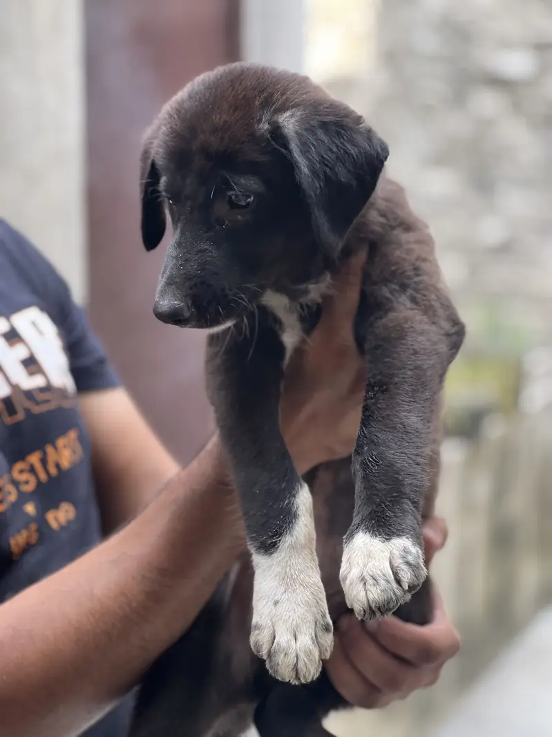 Male puppy for sale — photo 3