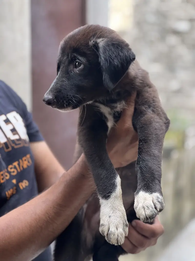 Male puppy for sale — photo 4