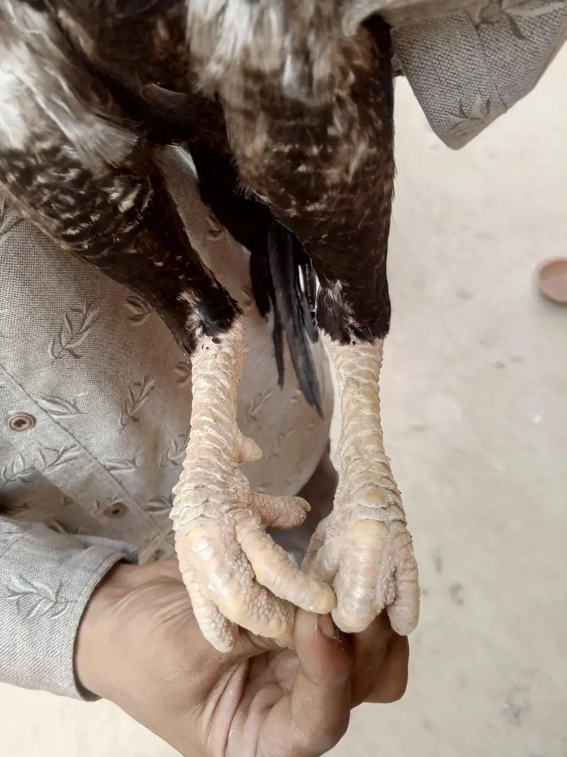 boht zayad acha han lari me — photo 5