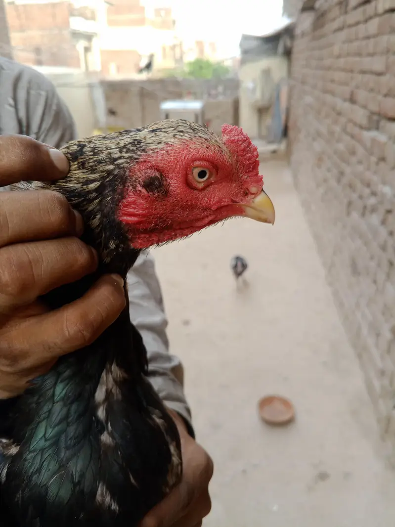 boht zayad acha han lari me — photo 6