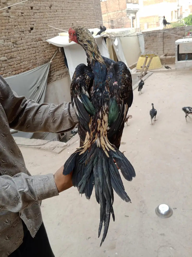 boht zayad acha han lari me — photo 7