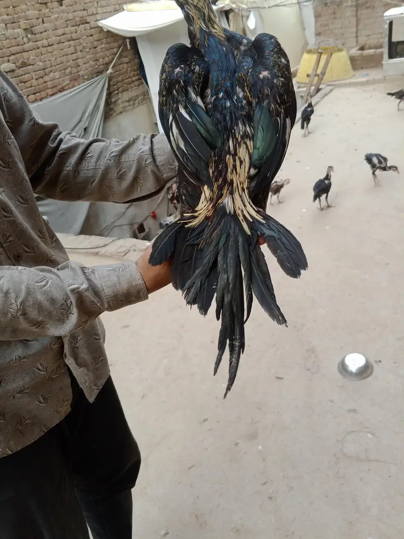 boht zayad acha han lari me — photo 8