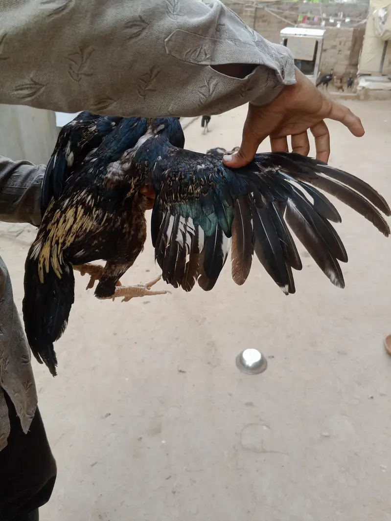 boht zayad acha han lari me — photo 9
