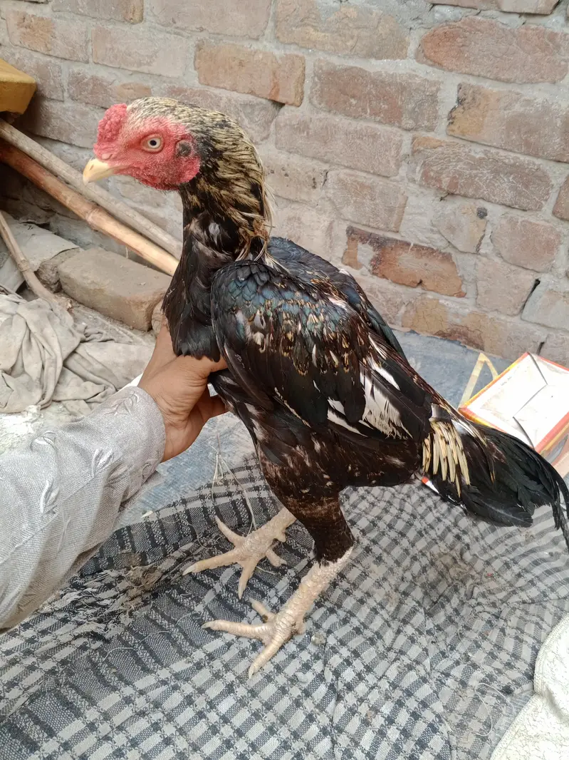 boht zayad acha han lari me — photo 11