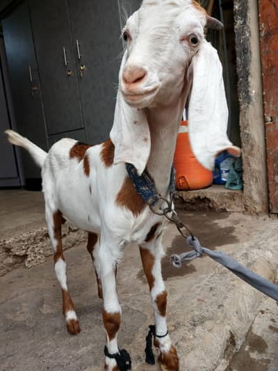 Punjab tapra teddy