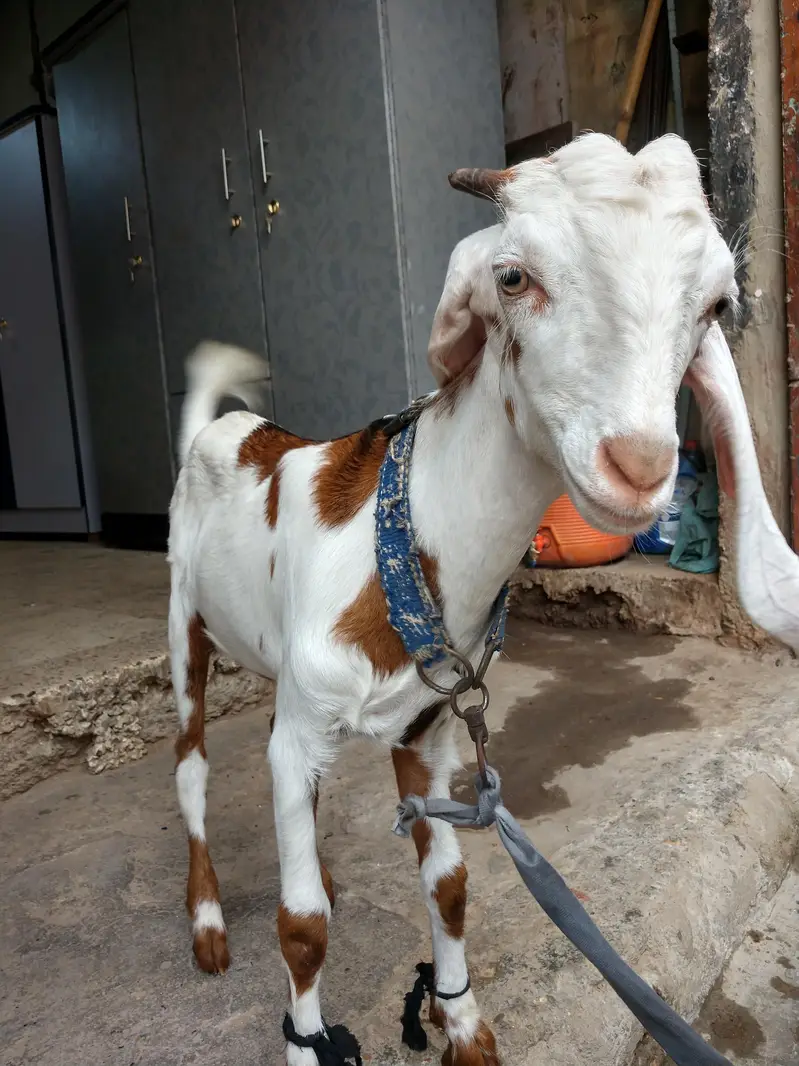Punjab tapra teddy — photo 2