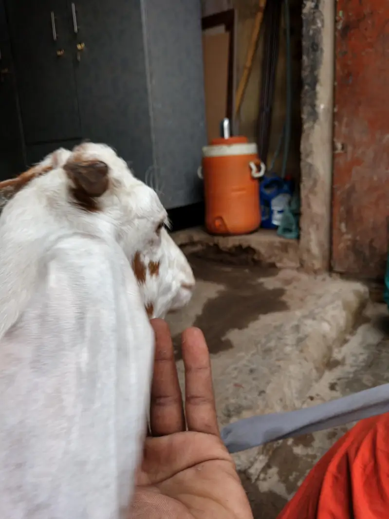 Punjab tapra teddy — photo 3