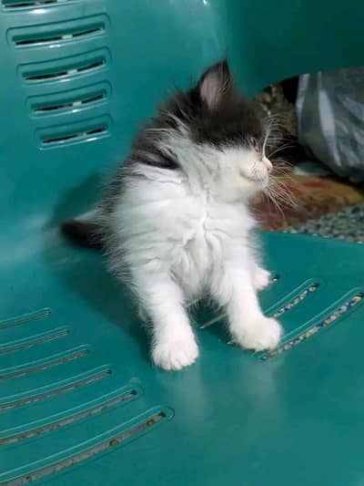 Cats | Persian | kittens |  Blue Eyes | O348O163O63 щatsap^⁠_⁠^^⁠_⁠^