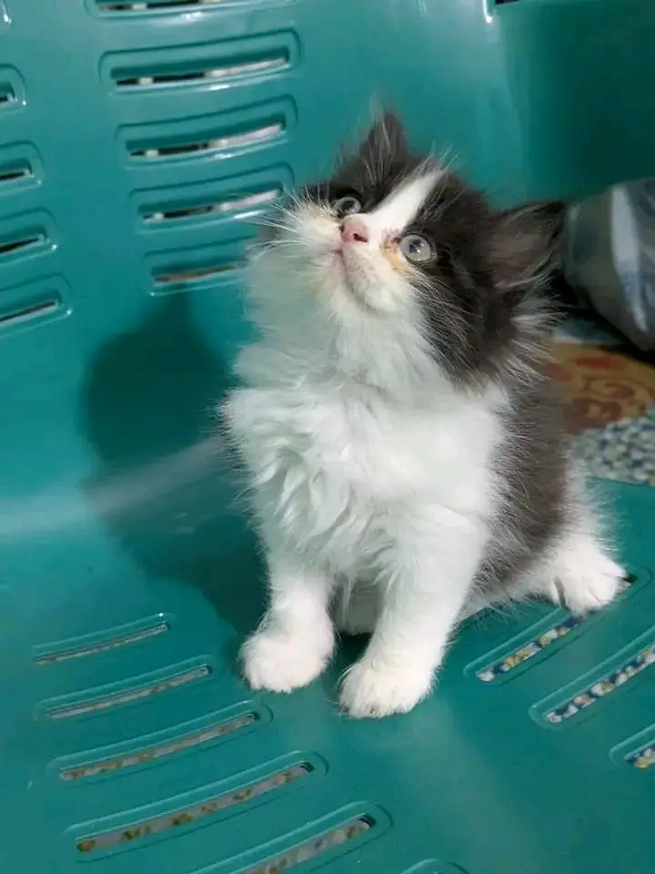 Cats | Persian | kittens |  Blue Eyes | O348O163O63 щatsap^⁠_⁠^^⁠_⁠^ — photo 2