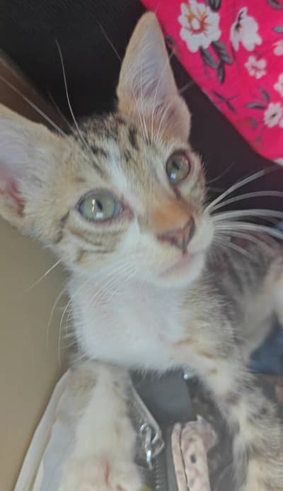 10 week old male kitten for adoption!