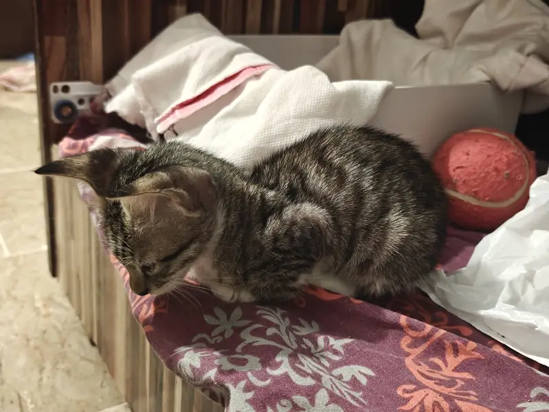 10 week old male kitten for adoption! — photo 2