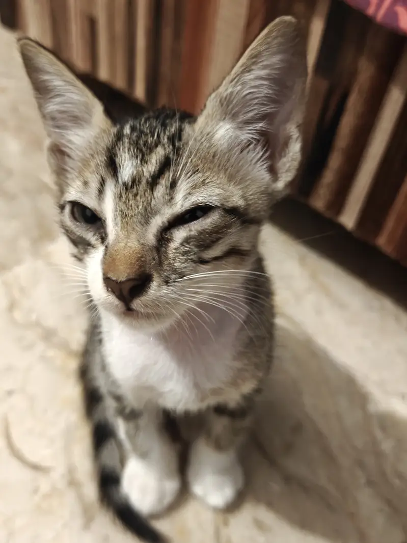 10 week old male kitten for adoption! — photo 3