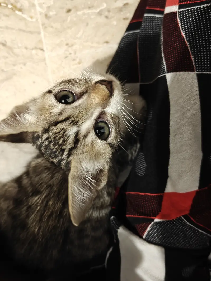 10 week old male kitten for adoption! — photo 4