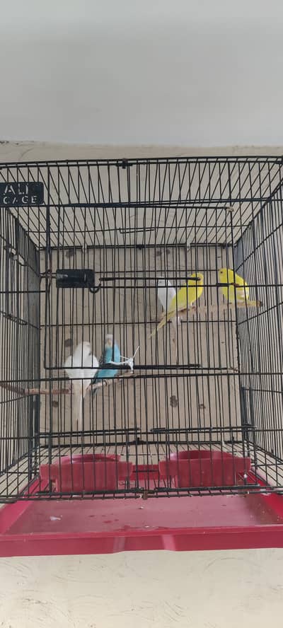 Budgies for sale 2 pair,  Rs-3200/- Final