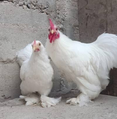 MashaAllah fancy hen