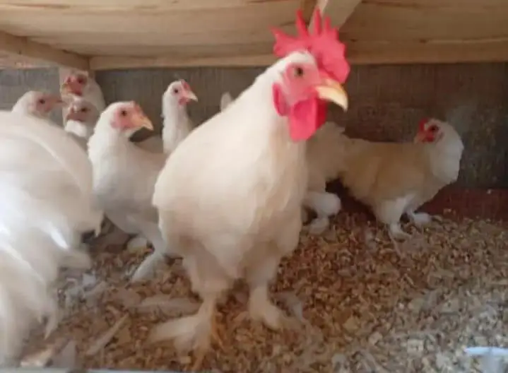 MashaAllah fancy hen — photo 2