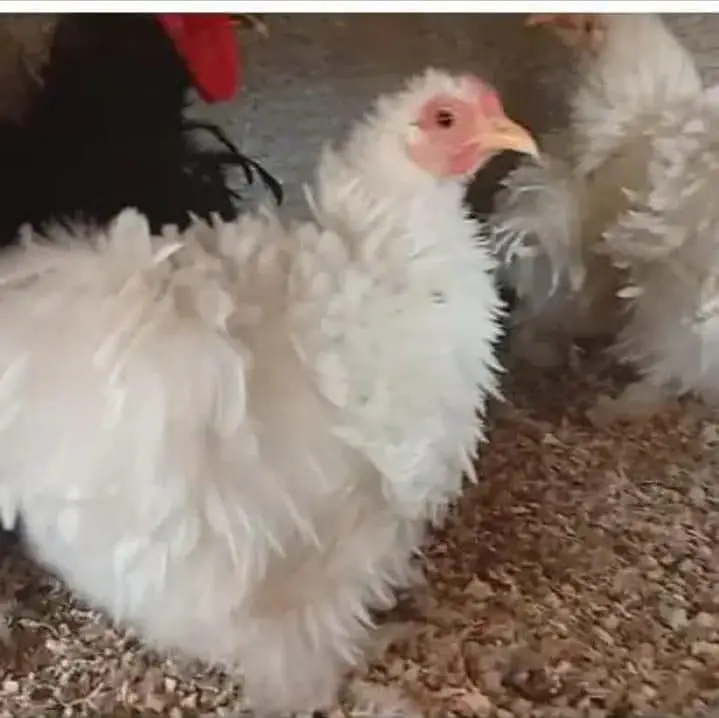 MashaAllah fancy hen — photo 3