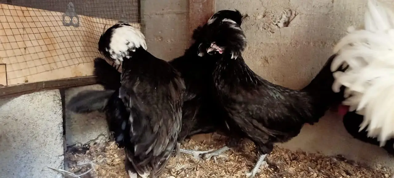 MashaAllah fancy hen — photo 4