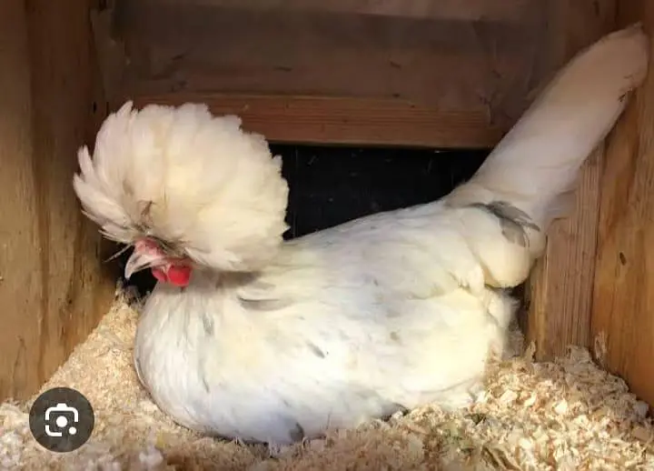 MashaAllah fancy hen — photo 5