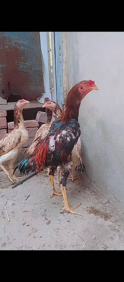 Shamo cross / hens / Aseel / murga / chicks / male / female / eggs