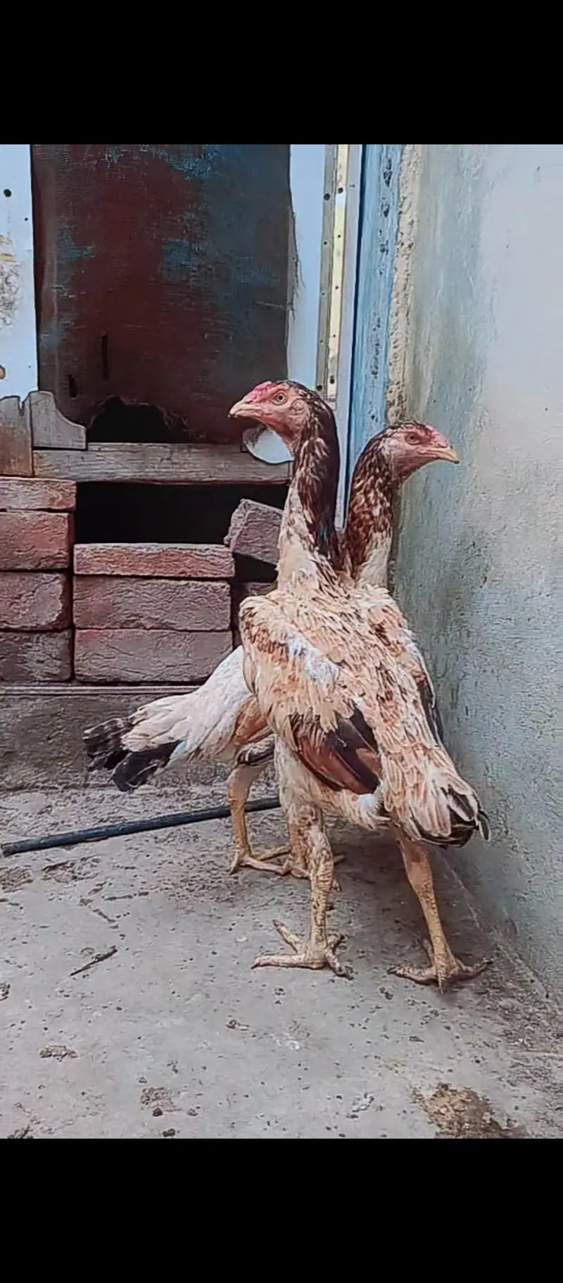 Shamo cross / hens / Aseel / murga / chicks / male / female / eggs — photo 2