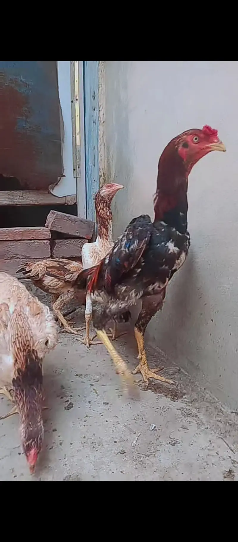 Shamo cross / hens / Aseel / murga / chicks / male / female / eggs — photo 3