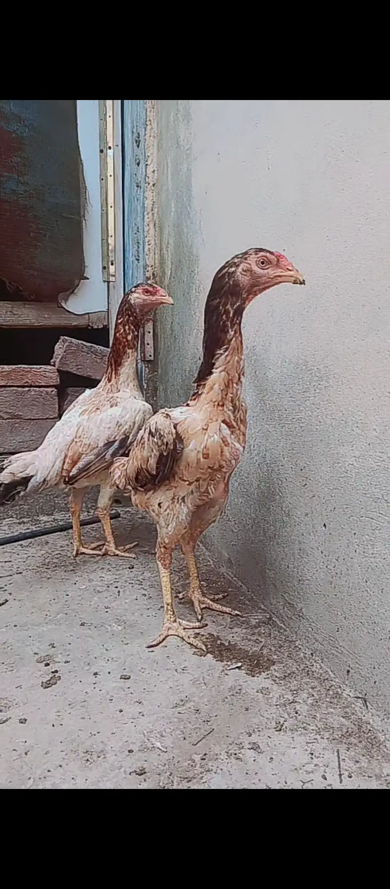 Shamo cross / hens / Aseel / murga / chicks / male / female / eggs — photo 4